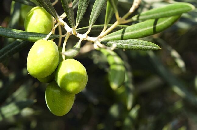 Benefits of eating olives on the ketogenic diet